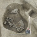 Skelett einer im Hyskos-Palast bestatteten Pferdestute