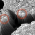Dünndarmzellen setzen über die Spitzen des Bürstensaums (rote Kreise) enzymbeladeneVesikel frei