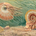 Künstlerische Rekontruktion der äußerst widerstandsfähigen Ammoniten