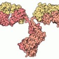 Molekülmodell eines Antikörpers