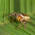Eine weibliche Bagheera kiplingi-Spinne frisst ein Belt'sches Körperchen einer Akazie