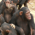 Schimpansen scheinen durchaus eine Art kulturellen Wissensschaftzes zu besitzen, aus dem sie schöpfen können