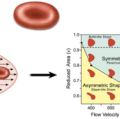 In Ruhe sind Erythrozyten symmetrisch (oben). Bei einer angenommenen Flussgeschwindigkeit in Parabolform (links) ergibt sich eine Verformung der Blutzellen (rechts), als Funktion der Flussgeschwindigkeit und der 