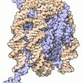 Nukleosom (DNA = orange, Histone = blau)