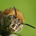 Bienen bilden Kathegorien und unterscheiden zwischen Gesichtern und Nicht-Gesichtern