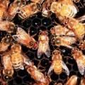 Die Biene in der Mitte bricht ihren Schwänzeltanz ab, weil sie ein Stoppsignal (von der mit einem S markierten Biene) erhält.