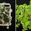 Unveränderte (links) und genetisch veränderte (rechts) Tomatenpflanzen nach Infektion mit Ralstonia solanacearum
