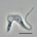 Trypanosoma brucei brucei im Phasenkontrastmikroskop