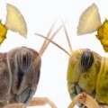 Solitäre (links) und Schwarm bildende (rechts) Wüstenheuschrecke mit mikroskopischen Aufnahmen ihres unterschiedlich großen Gehirns.