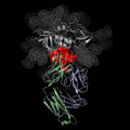 Atomare Struktur des sich an HIV (grau und rot) bindenden Antikörpers VRC01 (blau und grün)