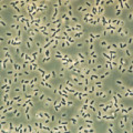 Bacillus subtilis (Phasenkontrast, 1000fach)
