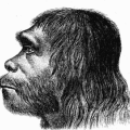 Der Neandertaler als tumber Geselle - so sah man ihn in der ersten Rekonstruktion am Ende des 19. Jahrhunderts.