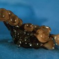 Die Sporensäcke der Pilzart Sclerotinia sclerotiorum haben etwa einen halben Zentimeter Durchmesser und produzieren im Frühling und Sommer tausende Sporen