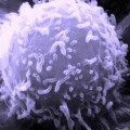 Menschliche T-Zelle