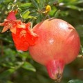 Granatapfel: Blüte und Frucht