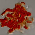 Äußerst flexible Hydrogelpartikel, die in Größe und Form roten Blutkörperchen ähneln 