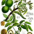 Die Frucht des Walnussbaums ist außergewöhnlich reichhaltig an qualitativ hochwertigen Antioxidantien