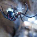 Die Europäische Schwarze Witwe Latrodectus tridecimguttatus zählt auch zu den Kugel- oder Haubennetzspinnen.