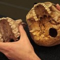 Gebissabdrücke von Nussknacker-Mensch Paranthropus boisei (links) und Homo sapiens (rechts)