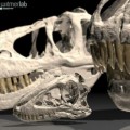 Schädel eines etwa 2 bis 3 Jahre jungen Tarbosaurus -  links im Hintergrund der eines jugendlichen Artgenossen, rechts der eines erwachsenen