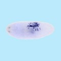 In diesem Strudelwurm wurden Zellen durch Blaufärbung sichtbar gemacht, die sich aus einer einzelnen übertragenen Stammzelle entwickelt haben.