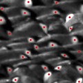 Die hellen Seitenflecken am Kopf der Tiere (rot markiert) liefern dem Bildverarbeitungs-Algorithmus die Daten für die Bewegungsprofile der einzelnen Pinguine.