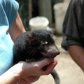 Tasmanischer Teufel (Sarcophilus harrisii), auch Beutelteufel genannt