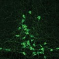 Serotonin-produzierende Neuronen (nach Fluoreszenzfärbung)