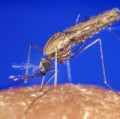 Mücken der Art Anopheles gambiae gelten als Hauptverbreiter der Malaria