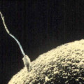 Kontakt zwischen Spermium und Eizelle (elektronenmikroskopische Aufnahme)