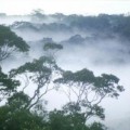 Amazonas-Regenwald im Morgennebel