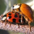 Asiatische Marienkäfer (Harmonia axyridis)