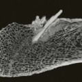 CT-Aufnahme des Mastodonknochens mit eingebetteter Knochenspeerspitze