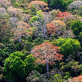 Selbst weit abgelegene Regenwälder wie dieser in Panama bleiben nicht unbeeinflusst von Stickstoff-Belastungen