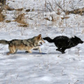 Zwei Wölfe des Rudels im Yellowstone National Park beim Spiel