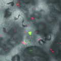 Fluoreszenz-Bild eines Bakterienangriffs: Die roten Flecken zeigen Komplexe zwischen einem Bakterien-Protein und EDS1, dem Immun-Regulator der Pflanze