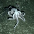 Bisher nicht identifizierter weißer Oktopus nahe heißer Quellen in der Antarktis