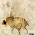 Eine zu den Phoridae (Buckelfliegen/Rennfliegen) zählende Apocephalus borealis