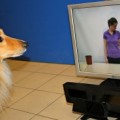 Augenbewegungen des Hundes werden per Versuchsanordnung überwacht
