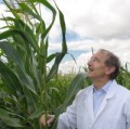 Professor Melchinger mit einigen Maispflanzen an der Universität Hohenheim
