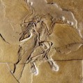 Archäopteryx-Fossil