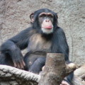 Verhaltensforscher haben untersucht, unter welchen Bedingungen Schimpansen Artgenossen helfen