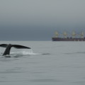 Wal-Fäkalien belegen, dass Lärm von Schiffsverkehr die Meeressäuger belastet
