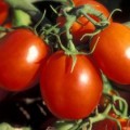 Tomaten enthalten besonders viel rotes Lycopin.