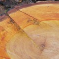 Lignin, ein wichtiger Holzbestandteil, kann als Rohstoff für umweltfreundliche Kathoden dienen.