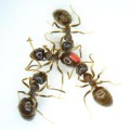 Gesunde Arbeiterinnen der Wegameise Lasius neglectus entfernen durch Putzverhalten infektiöse Sporen des Pilzes Metarhizium anisopliae von einer infizierten Ameise (rot markiert).