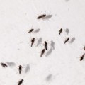 Kriebelmücken sind nur wenige Millimeter groß und sehen fast wie Fliegen aus.