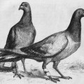 Der Orientierungssinn von Tauben wurde schon vor 150 Jahren genutzt, um Informationen zu transportieren: Stich zweier Brieftauben aus dem Jahr 1873