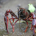 Der Rote Amerikanische Sumpfkrebs (Procambarus clarkii) bevorzugt Temperaturen von 21,8 bis 25,9 Grad Celsius.