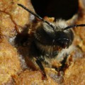 Schlüpfende Honigbiene